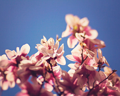 Blossom / Photography Print