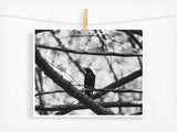 Blackbird / Photography Print