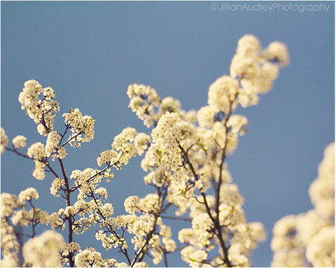 Blossom / Photography Print