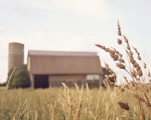 Bounty / Photography Print