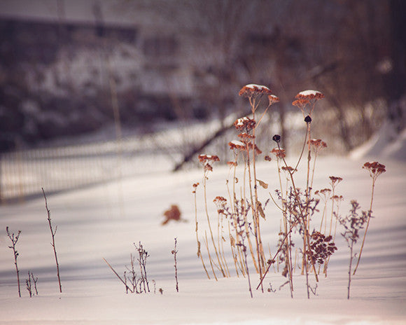 Out of the Snow / Photography Print Out of the Snow / Photography Print