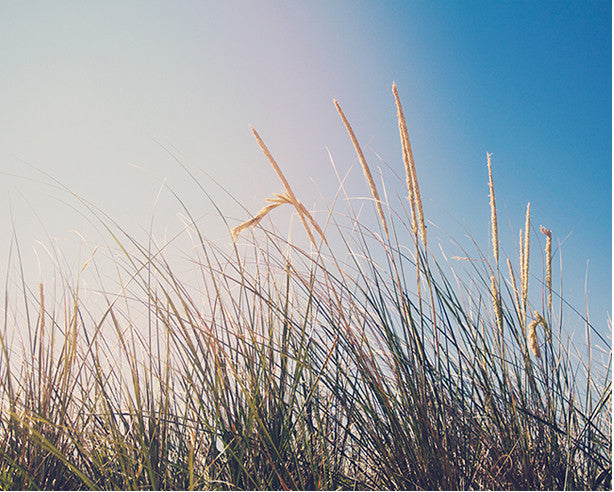 Fading Summer / Photography Print Fading Summer / Photography Print