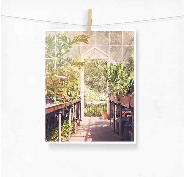 Greenhouse Cat / Photography Print