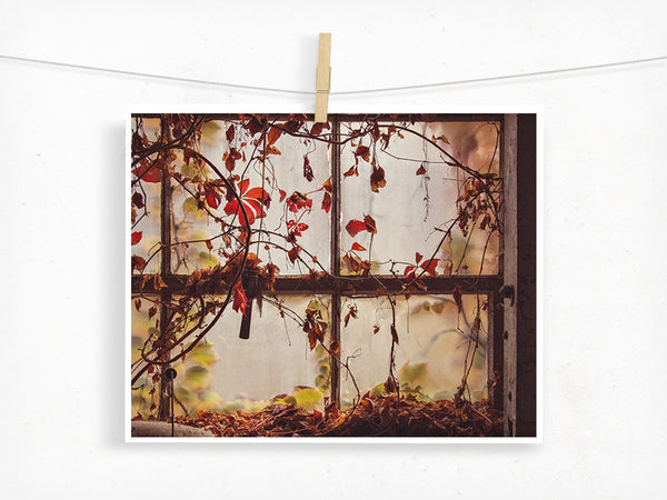 Overgrown Window / Photography Print