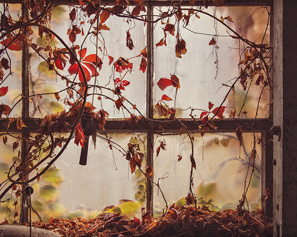 Overgrown Window / Photography Print Overgrown Window / Photography Print