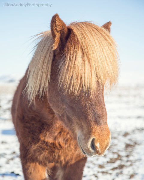 Wild Child / Photography Print