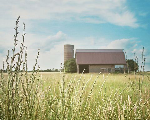 Summer Breeze / Photography Print