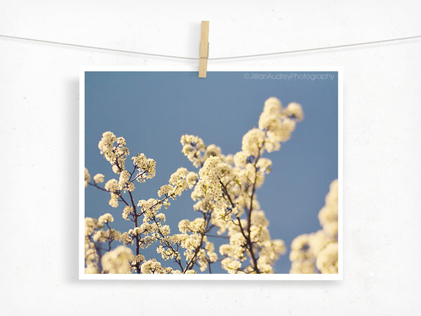 Blossom / Photography Print