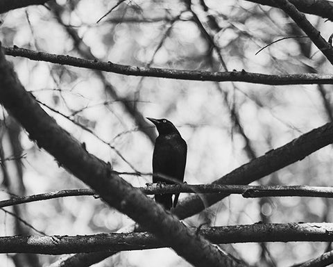 Blackbird / Photography Print