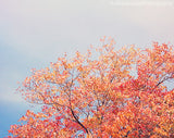 Colorful October / Photography Print