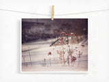 Out of the Snow / Photography Print